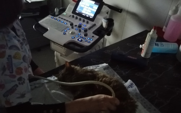 Weterynarz bada kota na aparacie ultrasonograficznym.