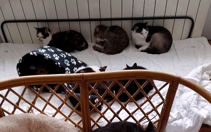 Grupa kotów na łóżku, w różnych pozach.