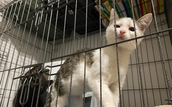 Kotek w klatce, ciekawie obserwujący otoczenie.