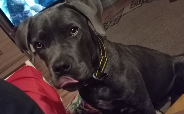 Zbiórka Pomoc dla adopciaka z wadą serca - zdjęcie główne