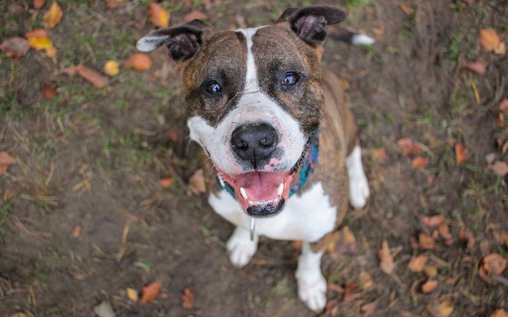 Zbiórka Figo zbiera na puchy - zdjęcie główne