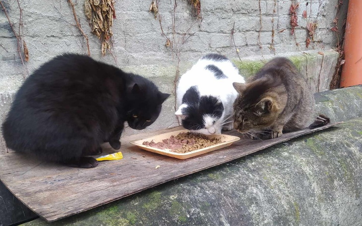 Trzy koty jedzące z talerza na zewnątrz.