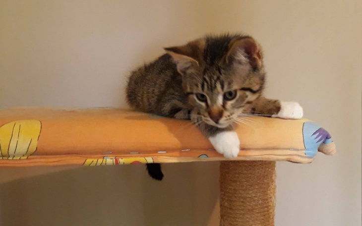 Zbiórka Urodziny Wojtka - zdjęcie główne