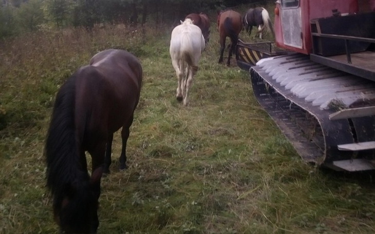 Zbiórka Zbiórka na nowego pupila - zdjęcie główne