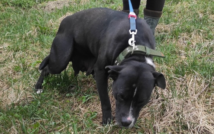 Zbiórka BETI - Ofiara pseudo hodowcy - zdjęcie główne