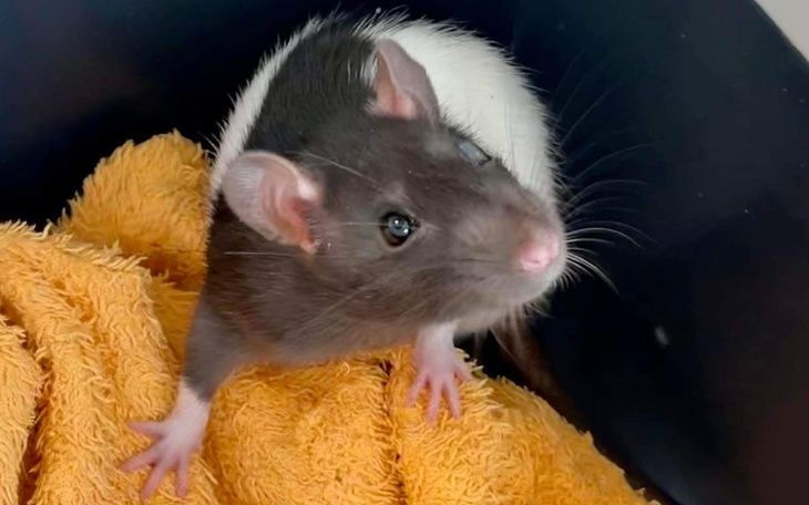 Zbiórka Złotówka dla Złotki - zdjęcie główne