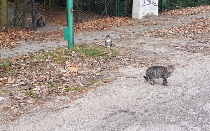 Zbiórka Karpickowe Sierotki - zdjęcie główne
