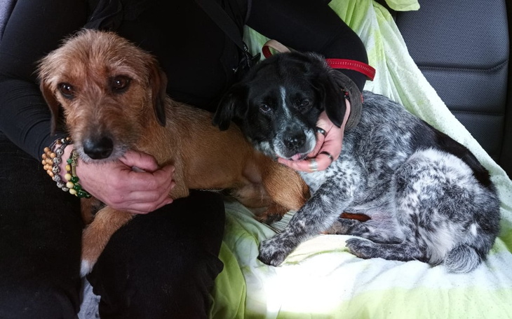 Zbiórka Ratunek dwóch psów z Ukrainy - zdjęcie główne