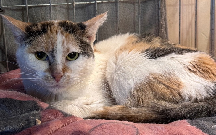 Kot leżący na poduszce, z ciekawym spojrzeniem.