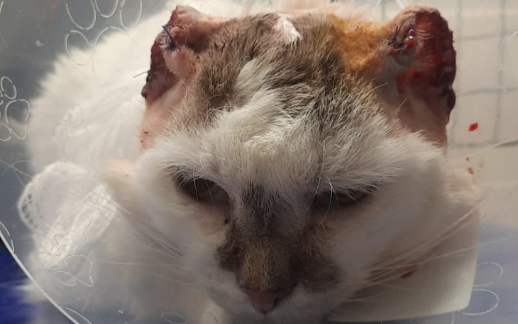 Zbiórka Olafek - sponiewierany przez los - zdjęcie główne