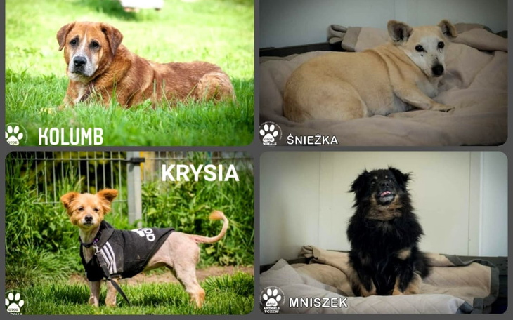 Zbiórka Magnetoterapia dla bezdomniaków - zdjęcie główne