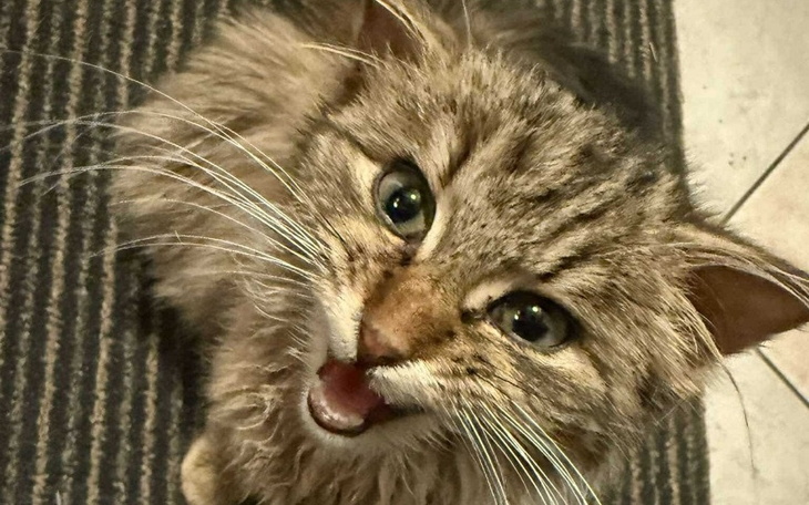 Zbiórka Kot Miau - zapalenie otrzewnej - zdjęcie główne