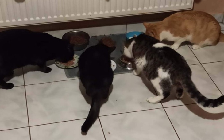 Zbiórka Dla zwierzaków że schroniska - zdjęcie główne