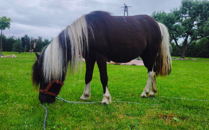 Zbiórka Ratowanie koni - zdjęcie główne