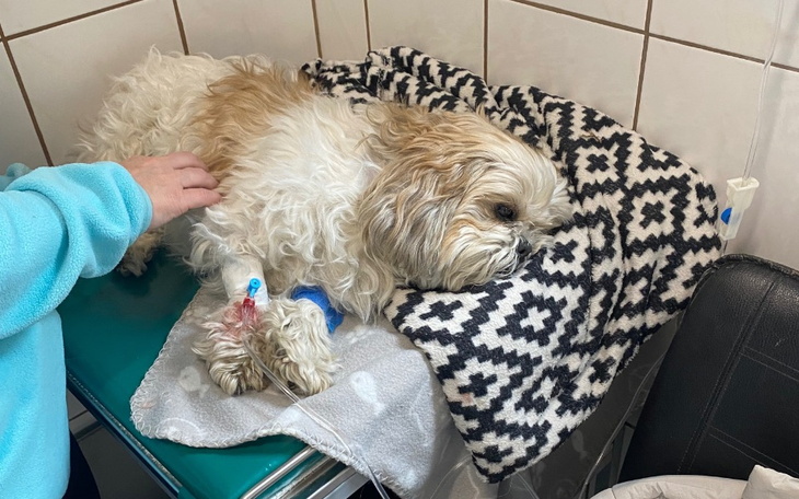 Chory pies na stole weterynaryjnym, otrzymujący opiekę.