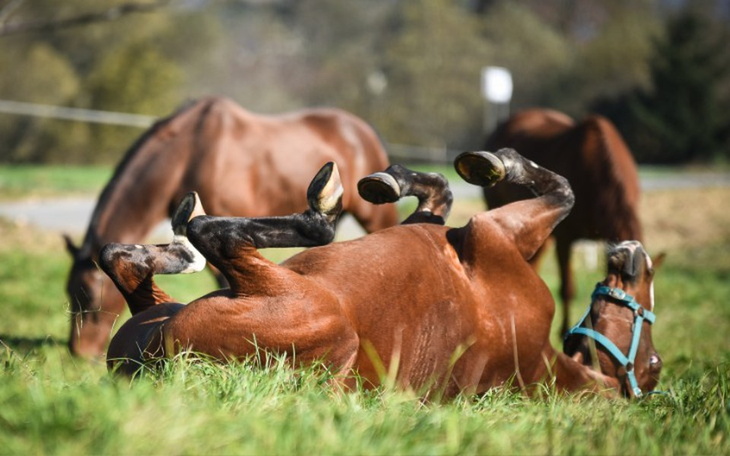 Zbiórka pomóż koniom przetrwać - zdjęcie główne