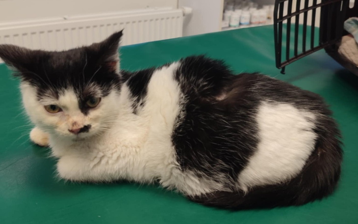 Czarnobiały kot leżący na stole weterynaryjnym.