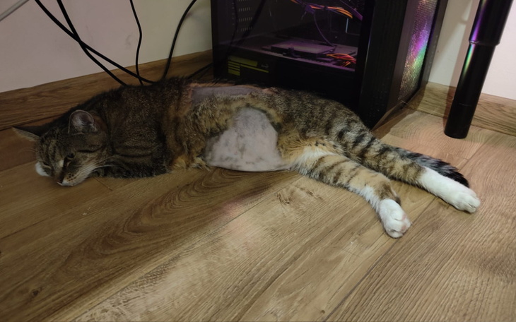 Zbiórka Iryska walczy o życie - zdjęcie główne