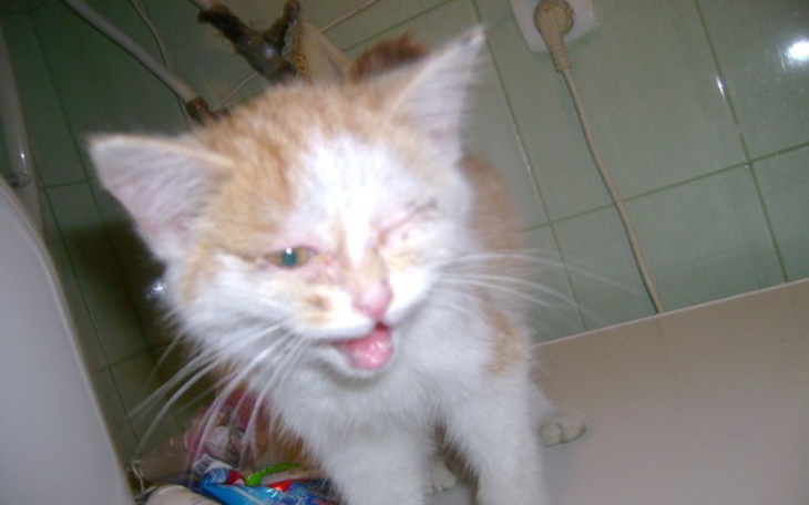 Zbiórka Chory malutki kotek. - zdjęcie główne