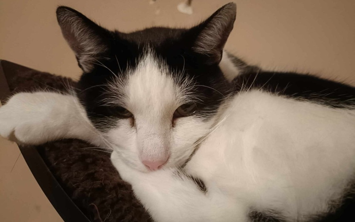 Zbiórka Ratujemy Bezika od ciągłego bólu - zdjęcie główne