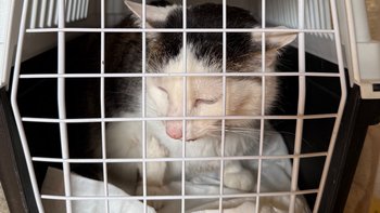 Zbiórka By Malutka mogła żyć bez bólu - miniaturka zdjęcia