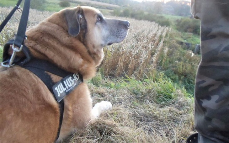 Pies odpoczywający na łące, z widokiem na pole.