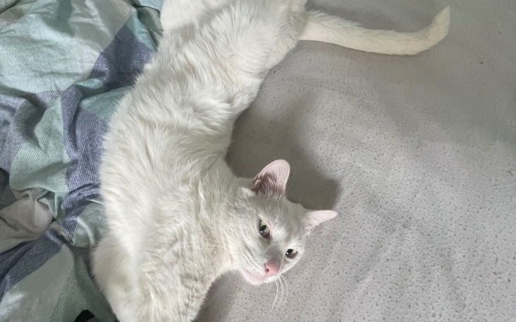 Zbiórka Operacja kotka alusia - zdjęcie główne