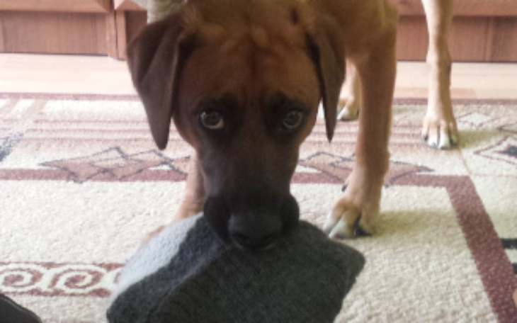 Zbiórka Chora wątroba, krwawe wymioty - zdjęcie główne