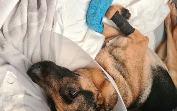 Zbiórka Na rehabilitację dla Carla - zdjęcie główne