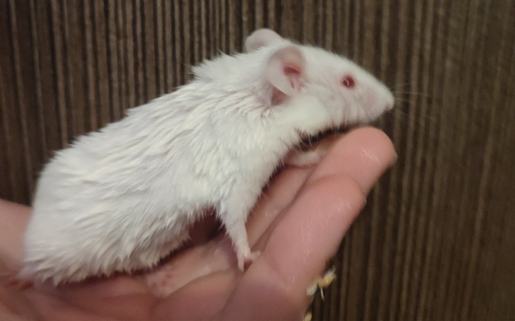 Zbiórka Na zmianę płci niebinarnej białe - zdjęcie główne