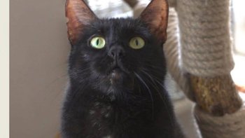 Zbiórka Bazarek Carmen - miniaturka zdjęcia