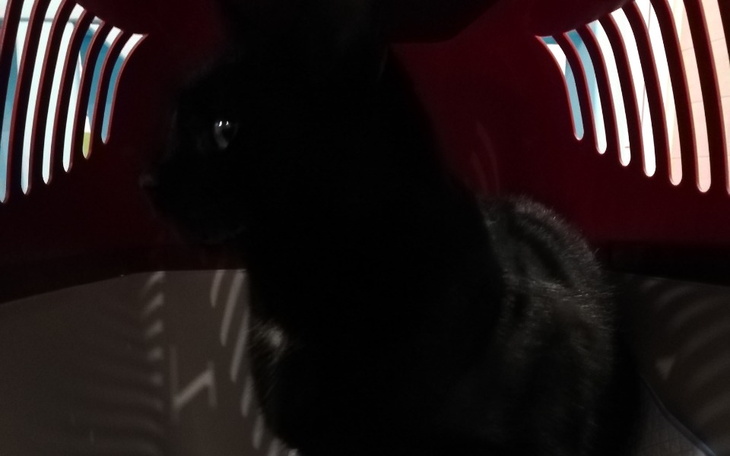 Zbiórka Wczoraj jednego rozjechało auto - zdjęcie główne