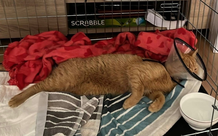 Kot w obroży, leżący na kocach w klatce.