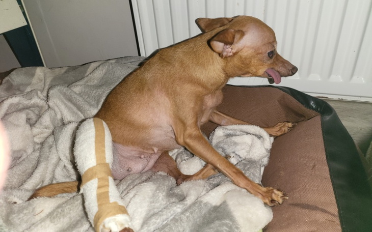 Zbiórka Konieczna operacja drugiej nóżk - zdjęcie główne