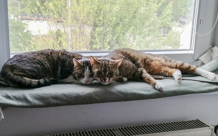 Zbiórka Gwiazdka i Bandziorek - start - zdjęcie główne