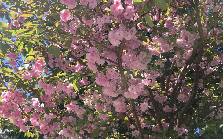 Zbiórka Ortodonta, Psychiatra, Terapia - zdjęcie główne