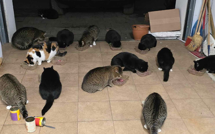 Zbiórka Pomocy dla dokarmianych kotków - zdjęcie główne