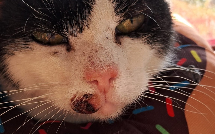 Zbliżenie na kota z uszkodzoną twarzą, leżącego na kolorowej poduszce.