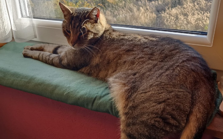 Zbiórka Na ratunek dla kocurka - zdjęcie główne