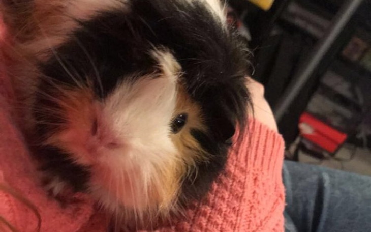 Zbiórka Zbiórka świnki morskiej Franka - zdjęcie główne