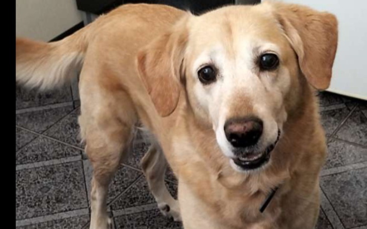 Zbiórka Zabieg dla psinki - zdjęcie główne