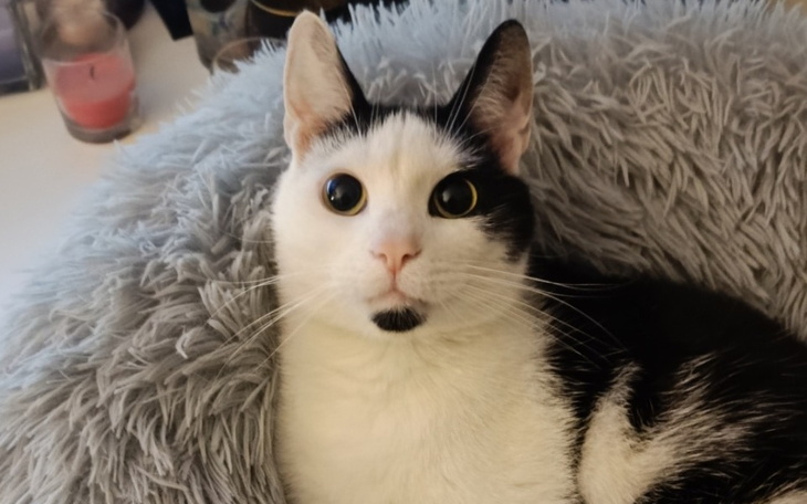 Czarnobiały kot leżący w miękkim legowisku, z zaskoczonym wyrazem twarzy.