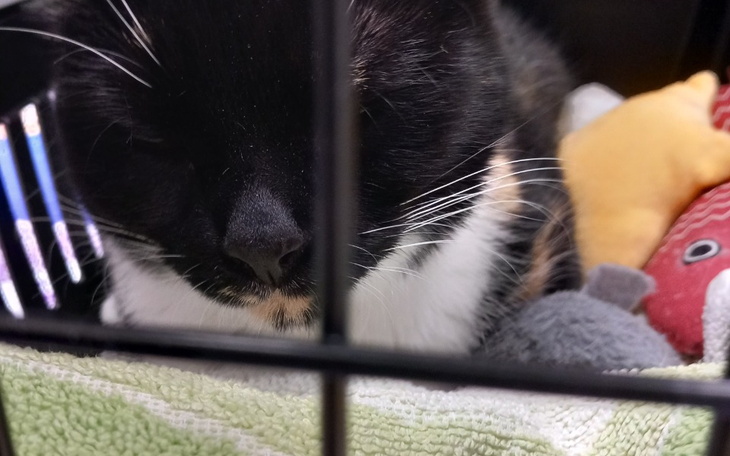 Zbiórka Kitka Mały diabeł prosi o pomoc - zdjęcie główne