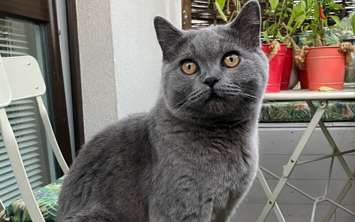 Zbiórka Uratuj Charliego - zdjęcie główne