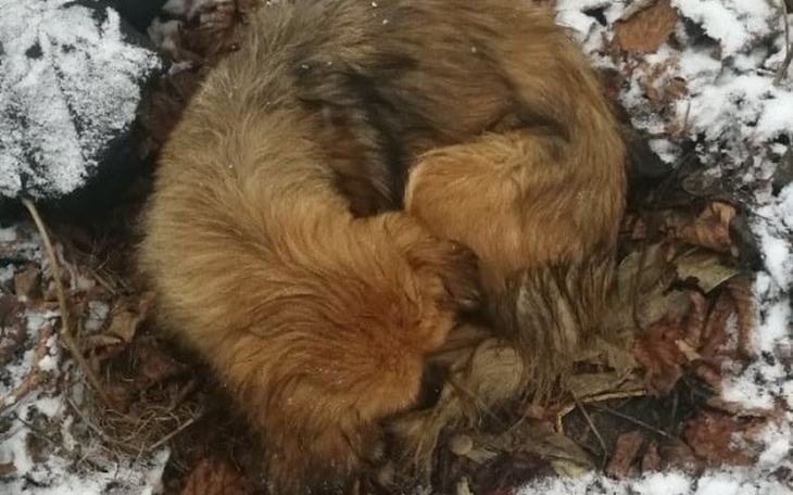 Zbiórka Pchełka wydarta z łap smierci - zdjęcie główne