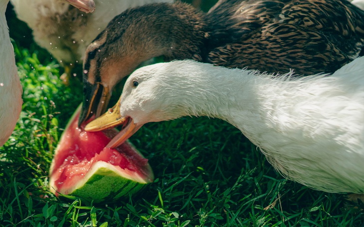 Zbiórka Nakarm zwierzaki z Kurzej Łapki - zdjęcie główne