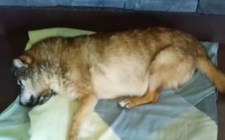 Zbiórka Kolejna rana - zdjęcie główne