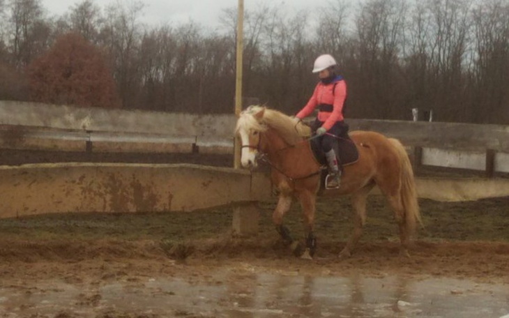 Zbiórka Największe marzenie - własny koń - zdjęcie główne