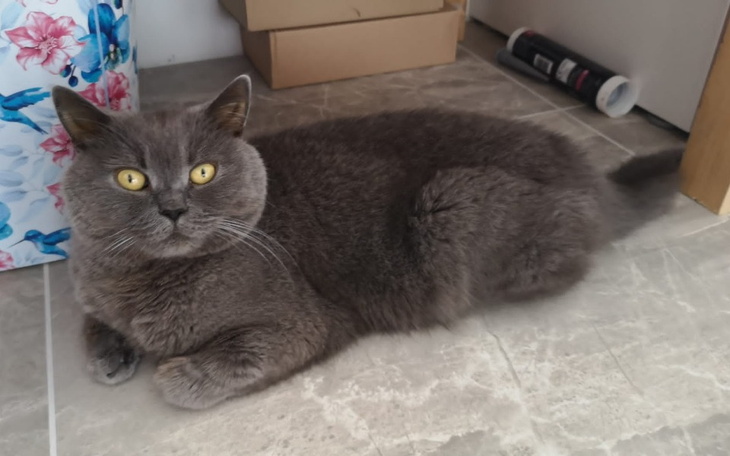 Zbiórka Pomóżcie Oggiemu wyzdrowieć - zdjęcie główne