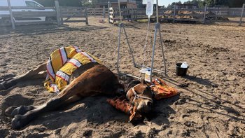 Zbiórka Toksyna w paszy zabija zwierzęta - miniaturka zdjęcia
